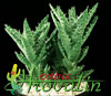 Aloe squarrosa-Jemen Aloe