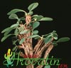 Euphorbia capmanambatoensis-