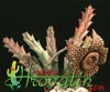 Stapelia variegata var. rogosa- 