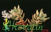Sedum nussbaumerianum-Coppertone sedum