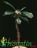 Euphorbia lophogona-Randramboay