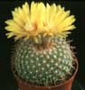 Parodia malyana- 