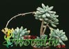 Sedum pachyphyllum -