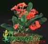 Euphorbia milii-Crown of thorns