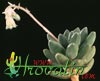 Pachyphytum v. weinbergii- 