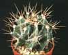 Astrophytum ornatum-Monk's Hood Cactus