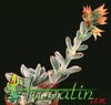 Echeveria leucotricha-Chenille plant