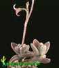Kalanchoe eriophylla- 