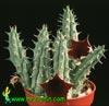 Huernia schneideriana- 