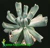 Echeveria runyonii-Topsy Turvy