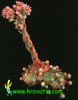 Sempervivum sosnowskyi-