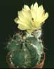 Echinocereus subinermis v. ochoterenae- 