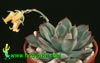 Echeveria secunda-