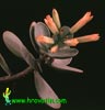 Kalanchoe scapigera-
