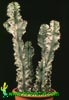 Euphorbia ingens variegata-Candelabra tree, Naboom