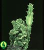 Euphorbia lactea-