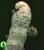 Trichocaulon dinteri-