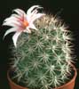 Mammillaria fraileana- 