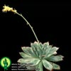 Echeveria kirchneriana-
