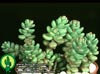 Sedum album-