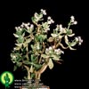 Crassula arborescens-Jade plant,  Money tree