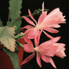 Epiphyllum pumilum-