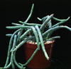 Huernia pendula-Huernia pendula