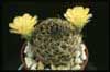 Sulcorebutia candiae- 