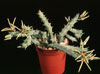 Orbea wissmannii-