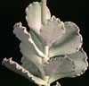 Cotyledon undulata-