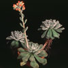Echeveria setosa-Echeveria setosa