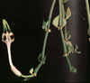 Ceropegia radicans-