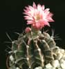 Gymnocalycium friedrichii- 