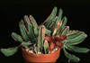 Stapelia gettliffei-