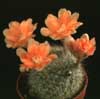 Aylostera kieslingii- 