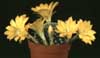 Rebutia krainziana v. aureiflora- 