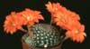 Rebutia krainziana v. Orange- 