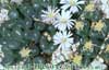 Ophthalmophyllum- 