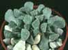 Titanopsis calcarea-