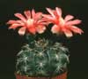 Gymnocalycium baldianum-Dwarf chin