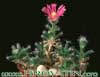 Trichodiadema densum- 