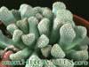 Titanopsis primosii- 