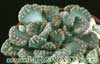 Titanopsis fulleri- 