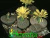 Lithops schwantesii v. urikosensis-Living stone