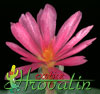 Conophytum pearsonii -  
