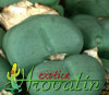 Conophytum pearsonii -  