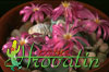 Conophytum pearsonii -  
