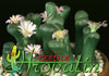 Ophthalmophyllum dinteri- 
