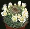 Mammillaria zeilmanniana v.albiflora- 