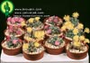 Conophytum - 